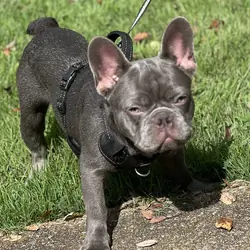 French Bulldog