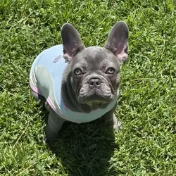 French Bulldog-Purebred-The Perfect Dog
