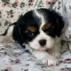 Cavalier King Charles Spaniel Female
