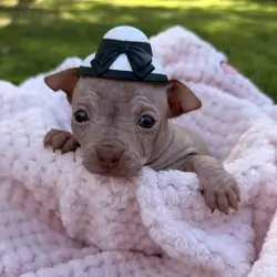 Hairless Chihuahua Female