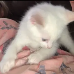 Flame Point Ragdoll kittens