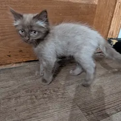 Kitty