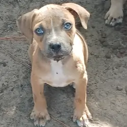 Five month old pit pups