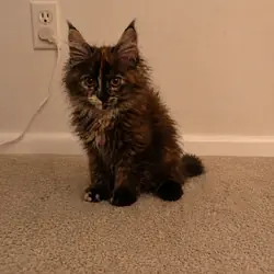 Maine coon