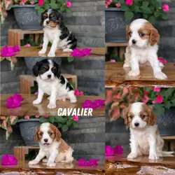 AKC CAVALIER PUPS