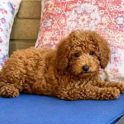 Miniature poodle