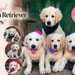 Beautiful Golden Retriever puppies