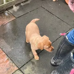 Labrador retriever pups