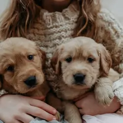Beautiful golden retrievers
