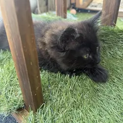 12 Week Old Longhaired Kittens