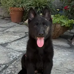 German Shepherd Puppies AKC