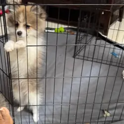 Pomeranian Puppies