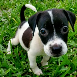 Rehoming a Male and a Female Puppy