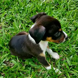 Rehoming a Male Puppy