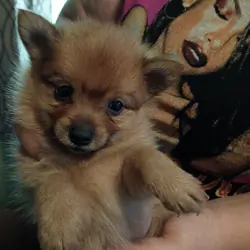Puppies