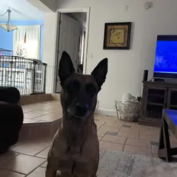 Belgian Malinois full bread with papers and record