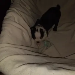 Boston terrier puppies