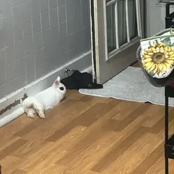 White Rabbit