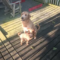 Adult male poodle-great Pyrenees