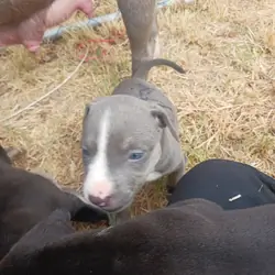 Blue Nose Pittbull Puppies