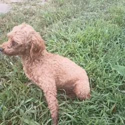 Miniature poodle