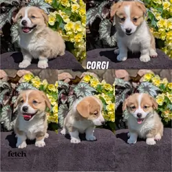 AKC CORGI PUPS