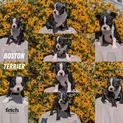 AKC BOSTON TERRIER PUPS