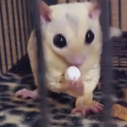 Sugar Glider Leucistic Male