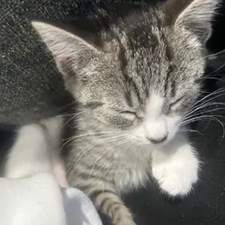 Free kitten