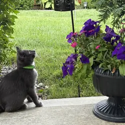 Kitten