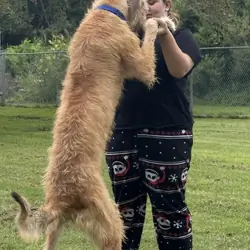 Irish Wolfhound puppy