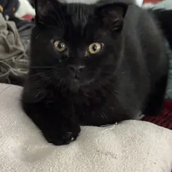 Main coon Scotish fold mix kitten