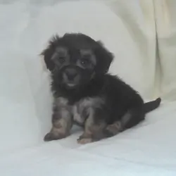 Panda - MaltiPoo female, in home raised, non-shed