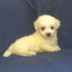 Paris - MaltiPoo male, in home raised, non-shed
