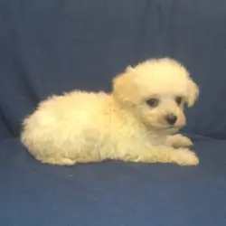 Paladin - MaltiPoo male, in home raised, non-shed