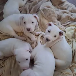 Pitbull Puppies for sale