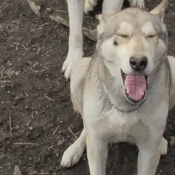 wolf hybrids for sale