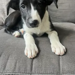 Border collie