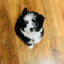 Mini Aussie Doodle