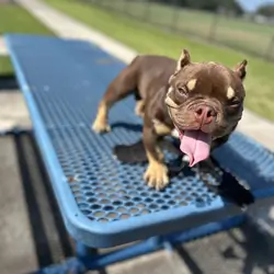 Baby Milo
