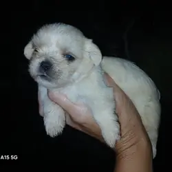 Shihpoo puppies