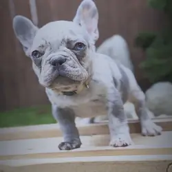 French Bulldog Puppies