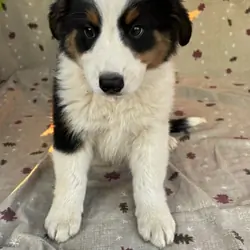 Tricolor Australian Shepherds 8 weeks