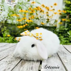 Dwarf holland lops