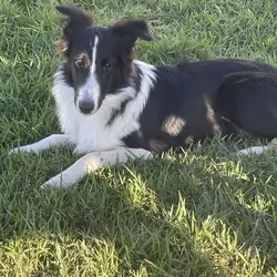 AKC Shetland sheepdog