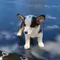 male #1 image