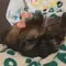 Bella image