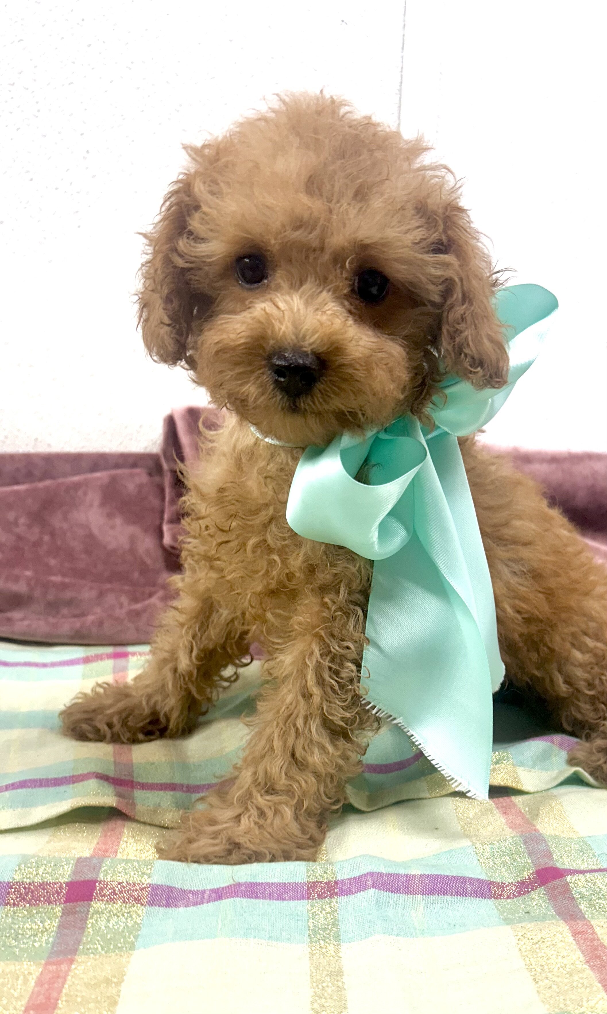 Toy maltipoo image 6