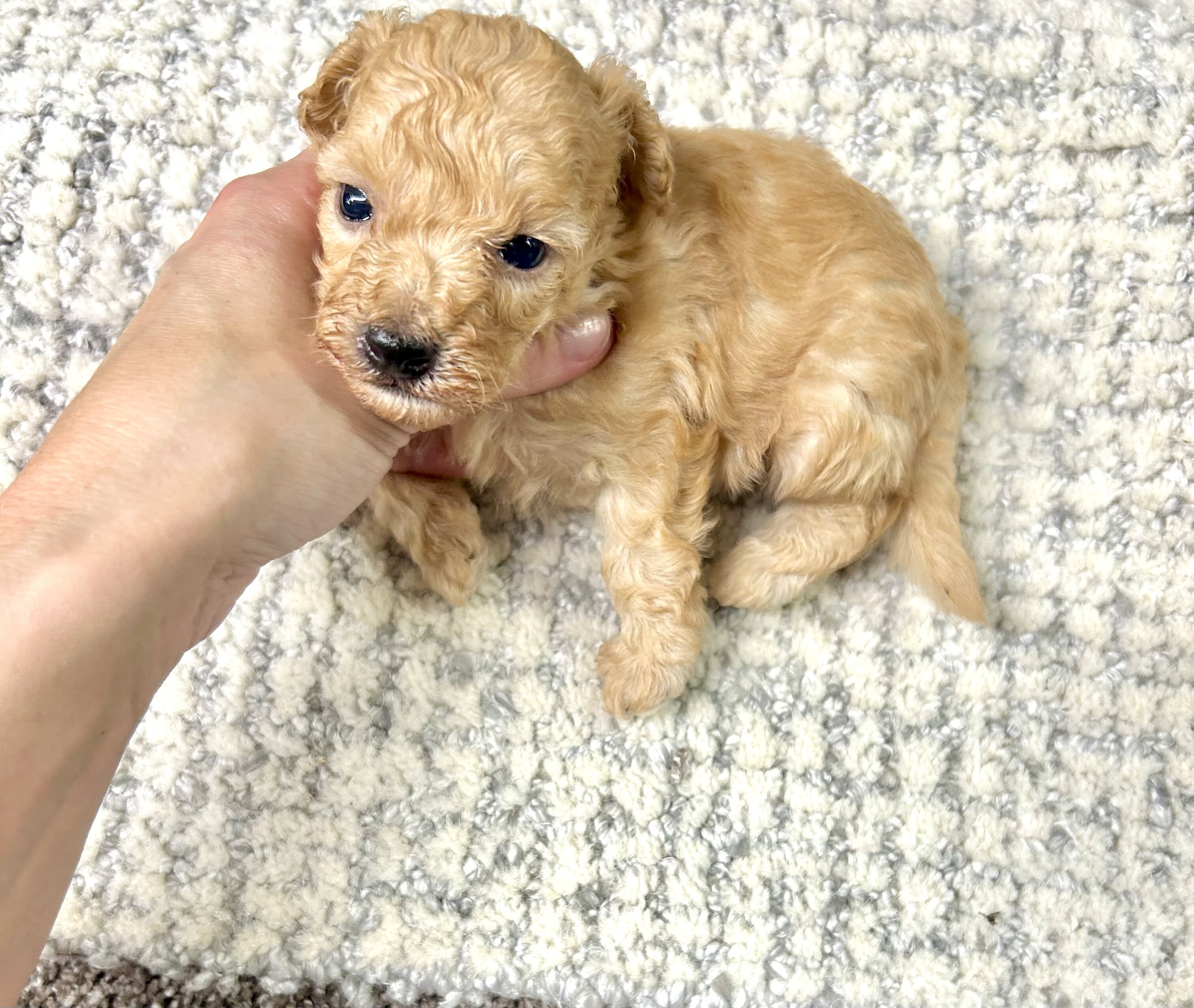 Toy maltipoo image 3