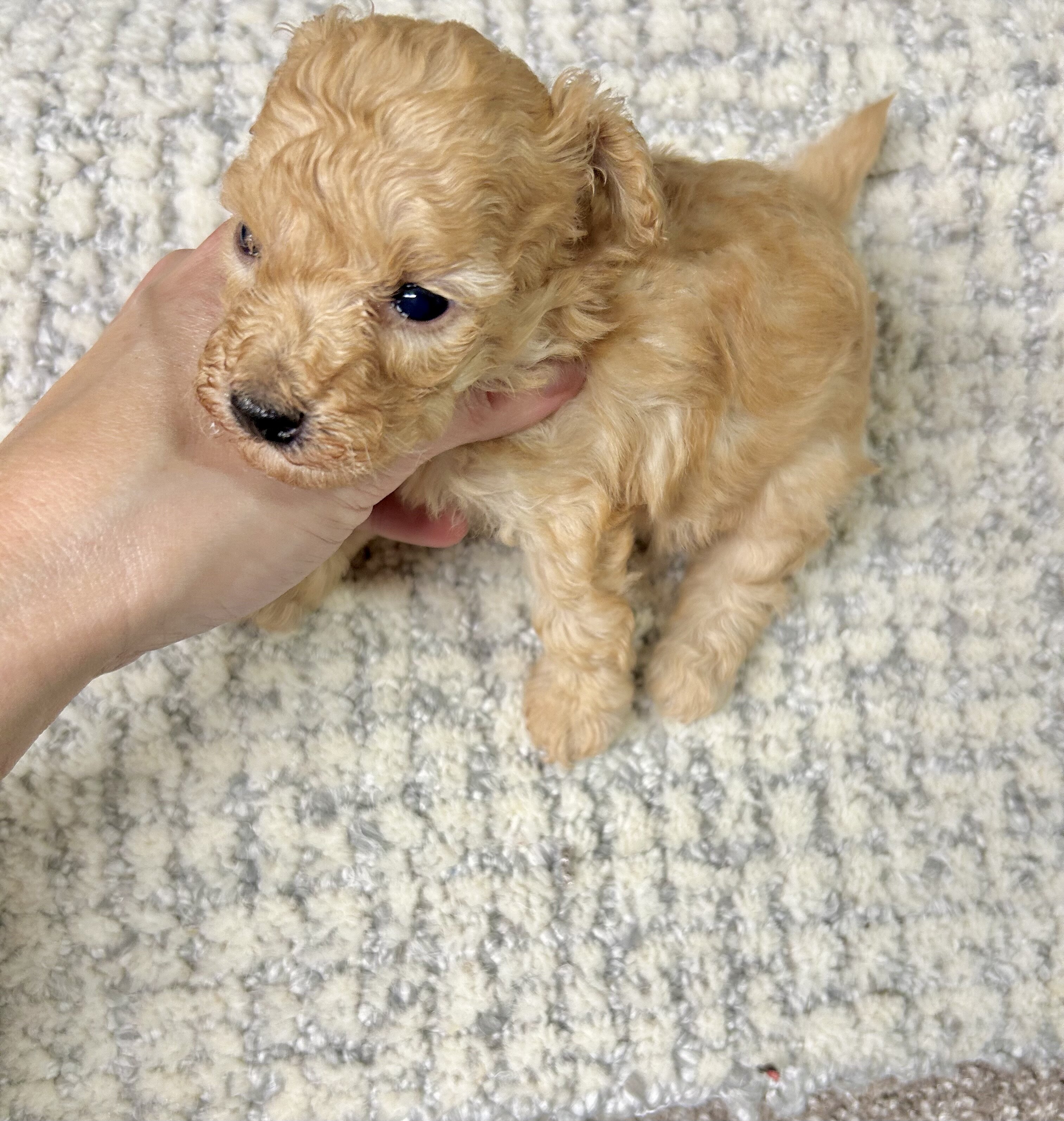 Toy maltipoo image 8